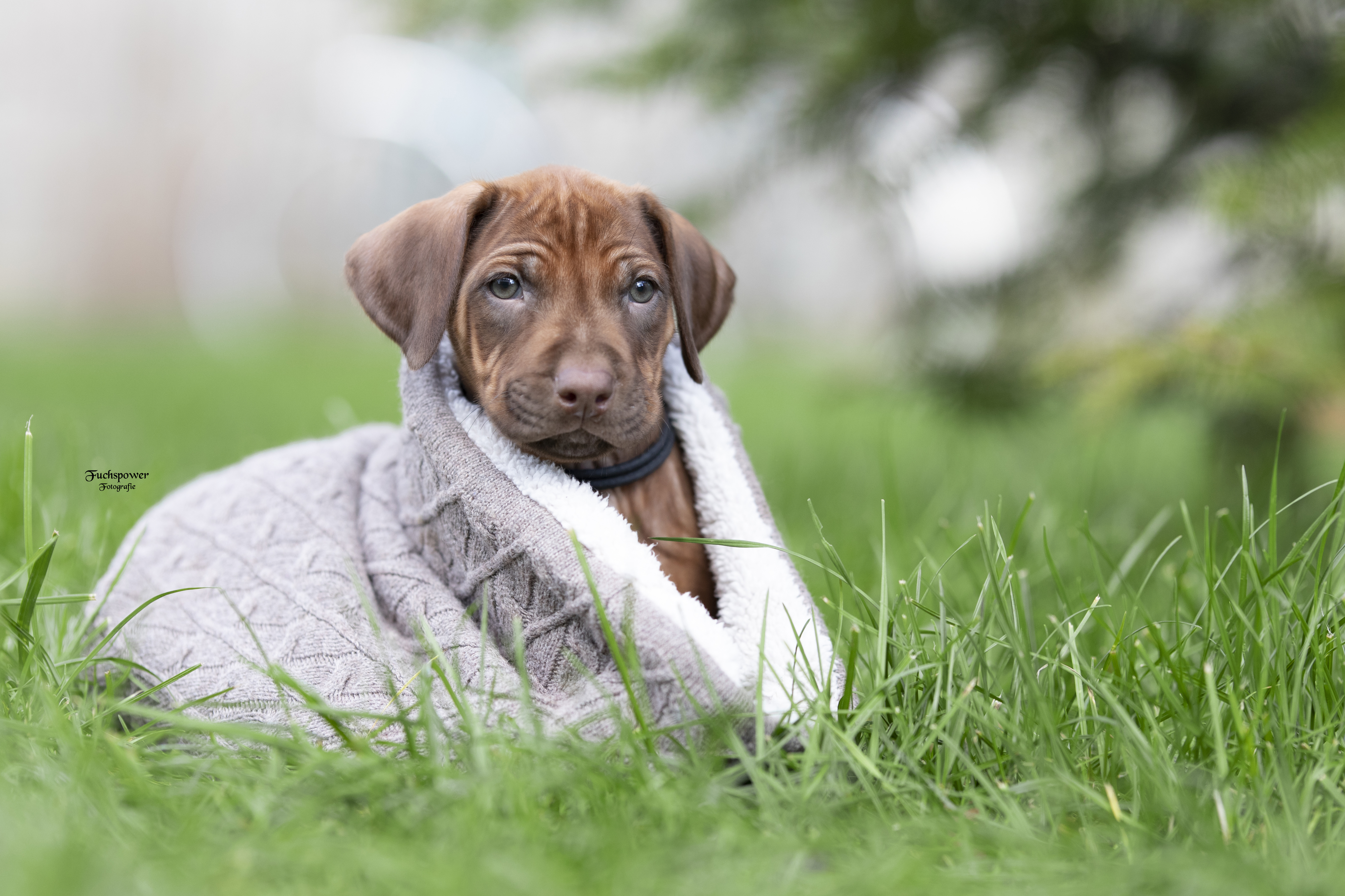 Galerie – The Legendary Rhodesian Ridgebacks