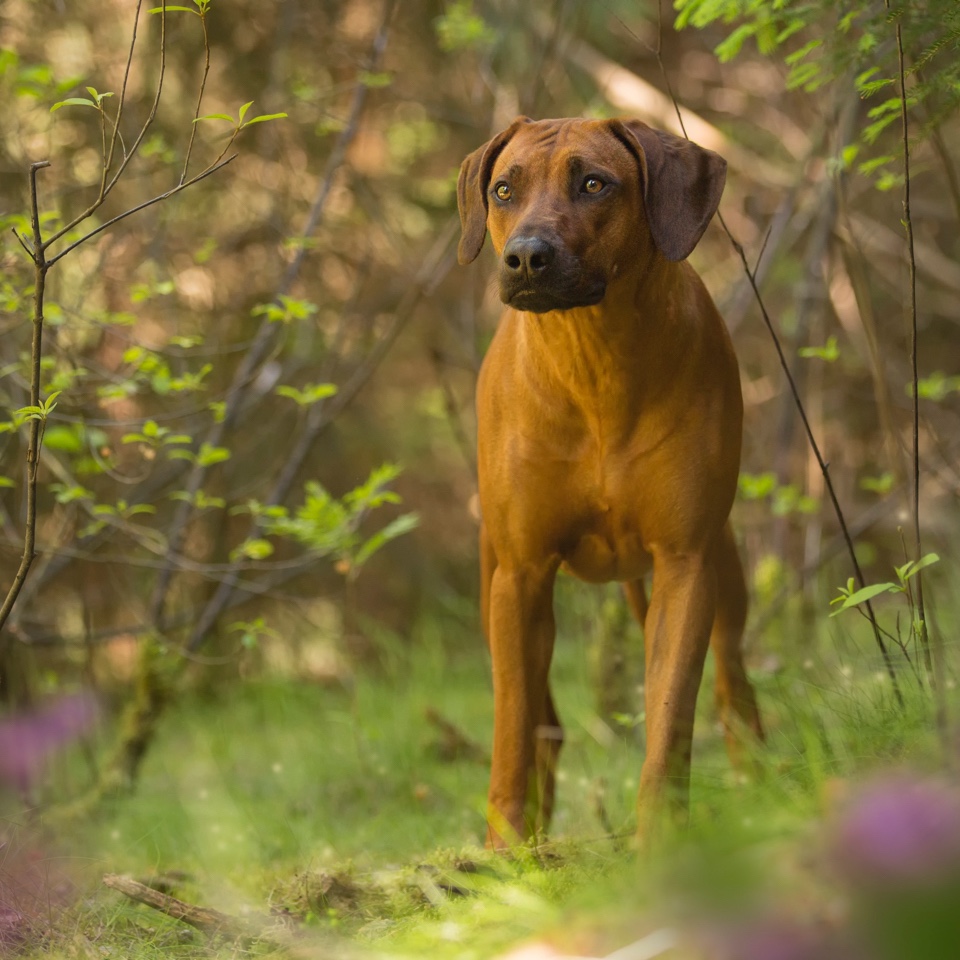 Bodegen Ridgeback Galerie – The Legendary Rhodesian Ridgebacks